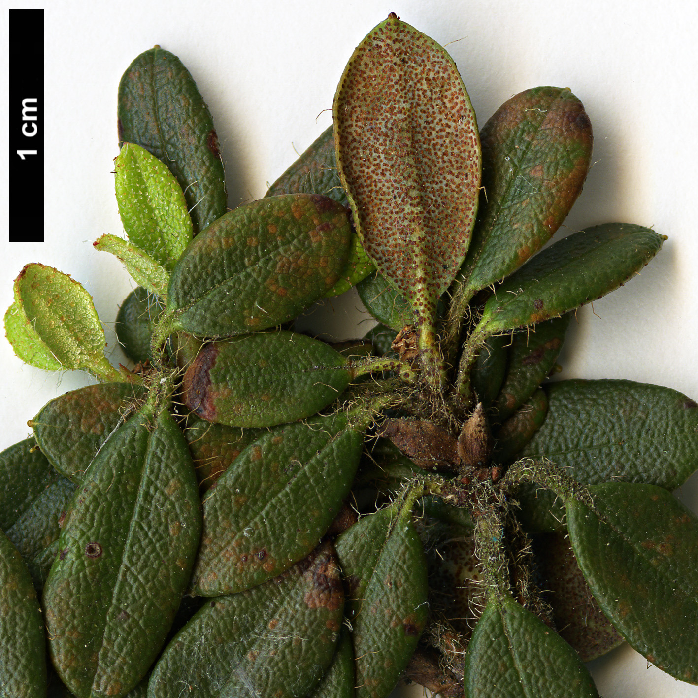 High resolution image: Family: Ericaceae - Genus: Rhododendron - Taxon: dendrocharis - SpeciesSub: 'Glendoick Gem'